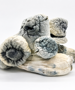 magic mosroom, magic mushrooms, psilocybin, shrooms, philisiben, magic mushroom, psilocybine, psycho mushroom, phycobilin mushrooms,