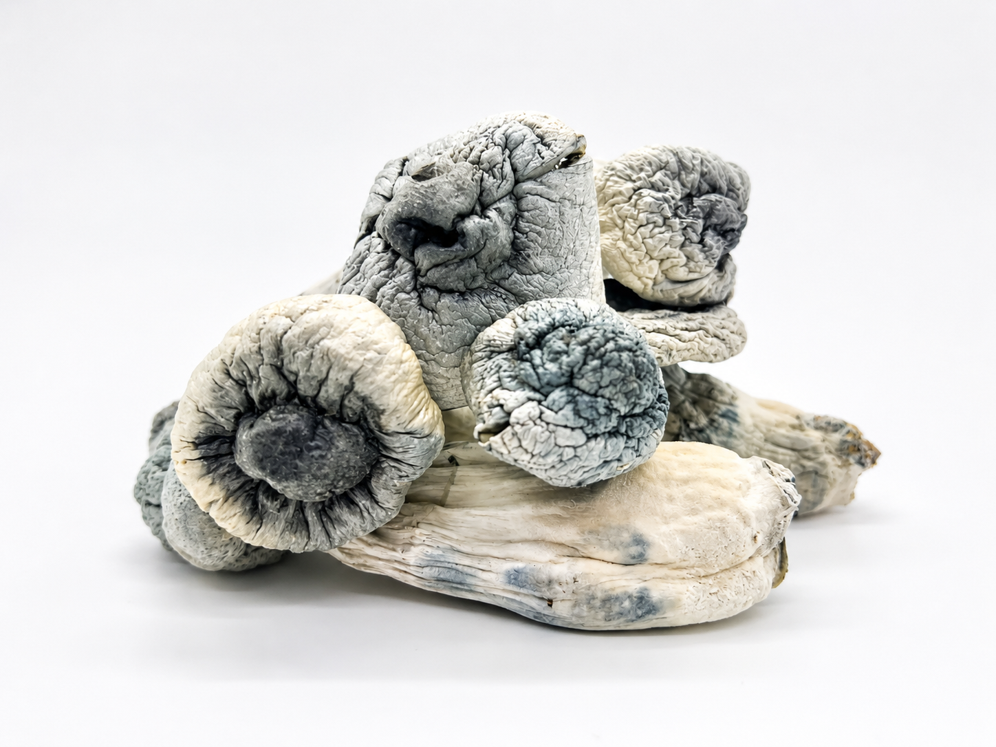 magic mosroom​, magic mushrooms​, psilocybin​, shrooms​, philisiben​, magic mushroom​, psilocybine​, psycho mushroom​, phycobilin mushrooms​,
